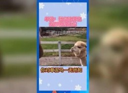 娱乐吃瓜群众歌曲有哪些,盘点热门“吃瓜”歌曲